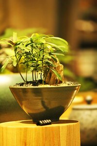 Potted plants fresh the party