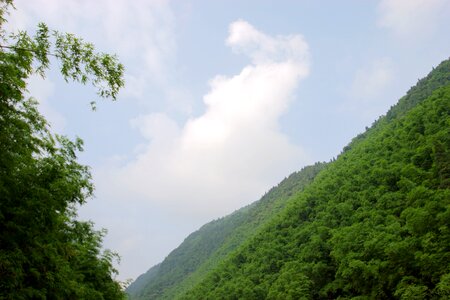 The scenery mountain bamboo photo