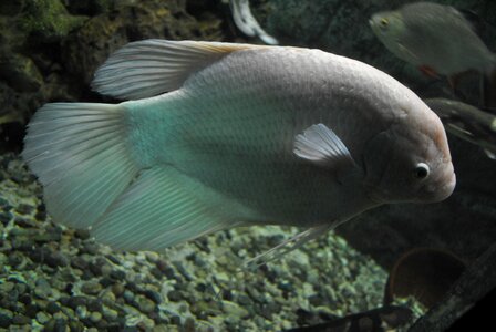 Fish goldfish aquarium photo