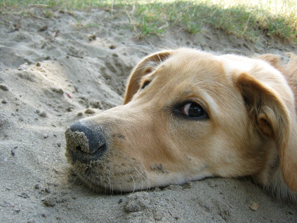 Pets cute animal