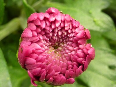 Flower chrysanthemum pink photo