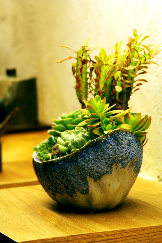 Potted plants fresh the party
