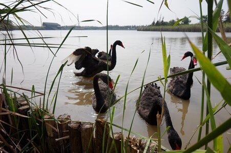 Reed birds lake