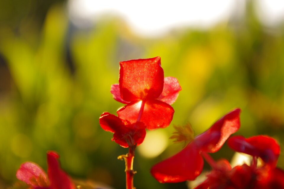 Flower plant red flowers