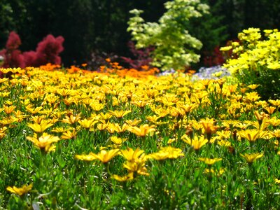 Black-eyed spring gardening photo