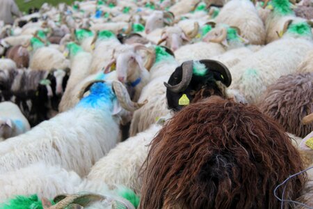 Pyrénées sheep herd