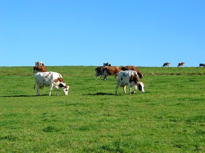 Farm pasture allgäu photo