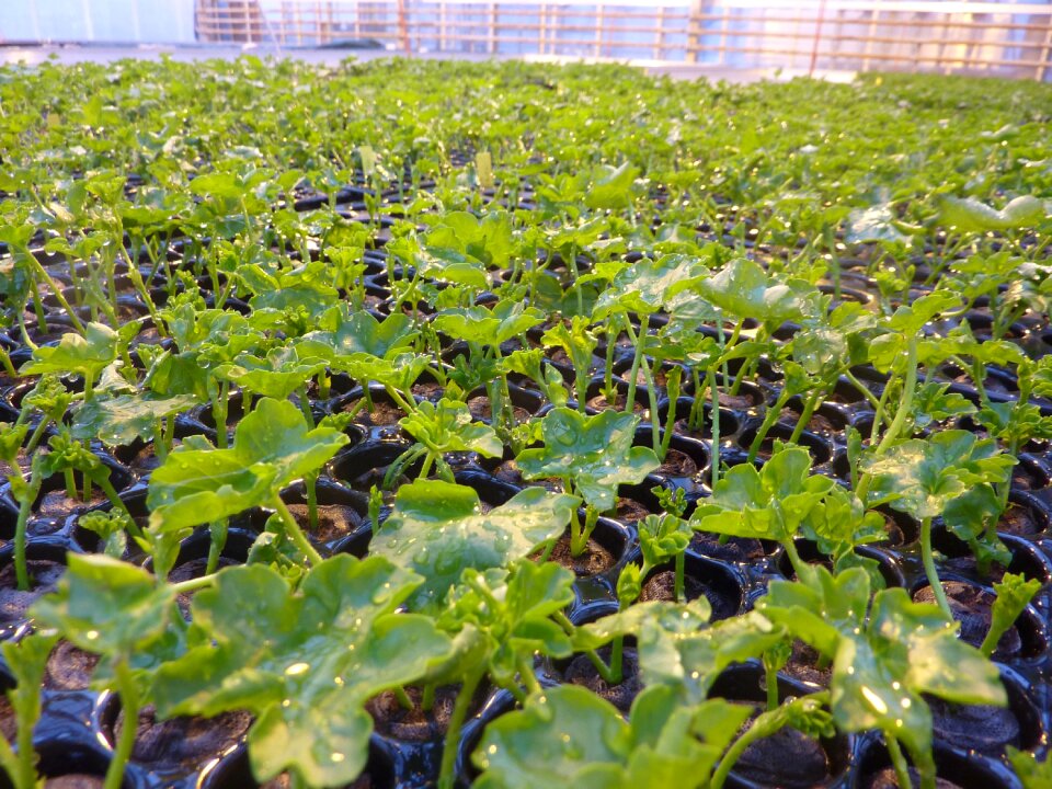 Geranium slip plant