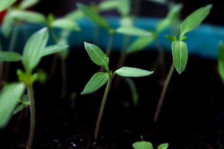 Planting gardening