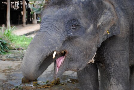 Asia thailand baby elephant photo