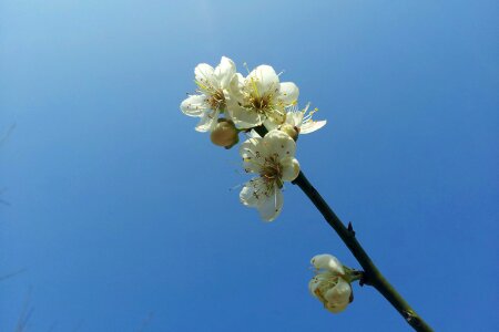 Fresh sky blue flower