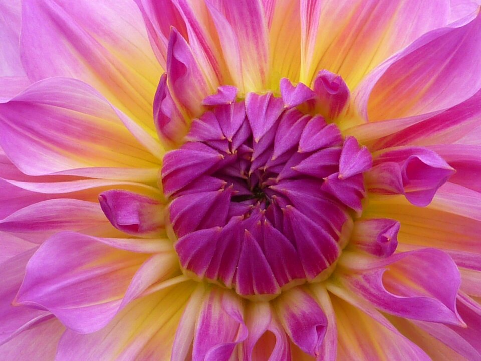 Flower dahlia pink
