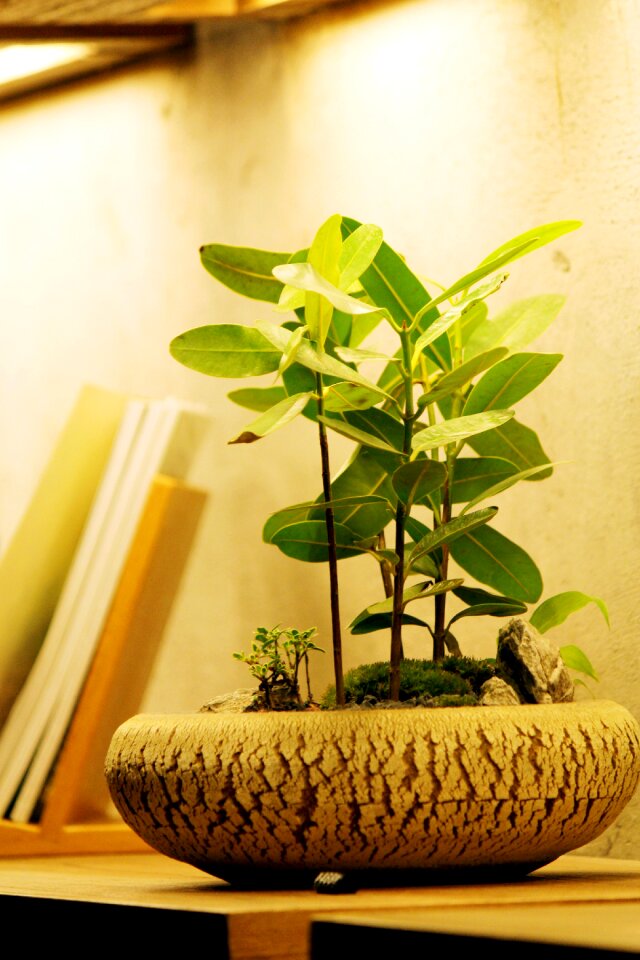 Potted plants fresh the party