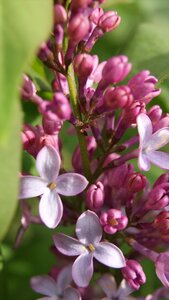 Nature spring plant