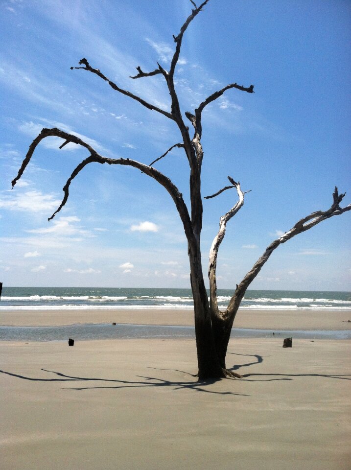 Tree driftwood
