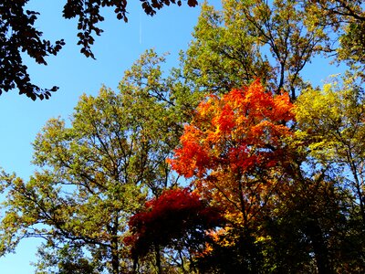 Tree nature park photo