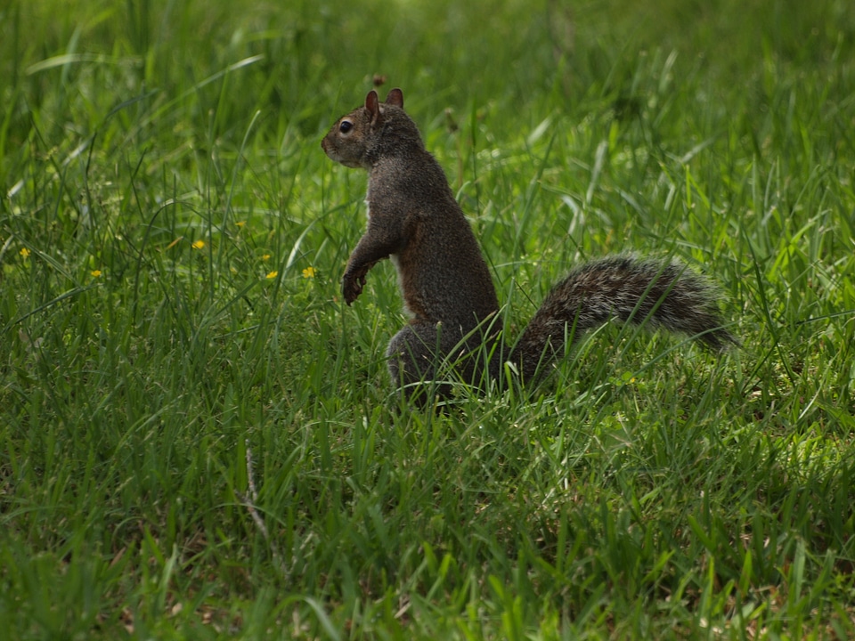 Squirrels north america