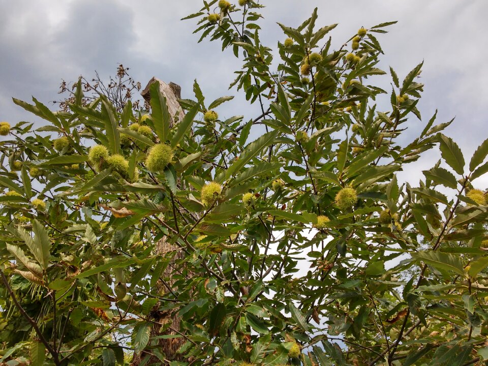 Sweet chestnuts maroni fruits