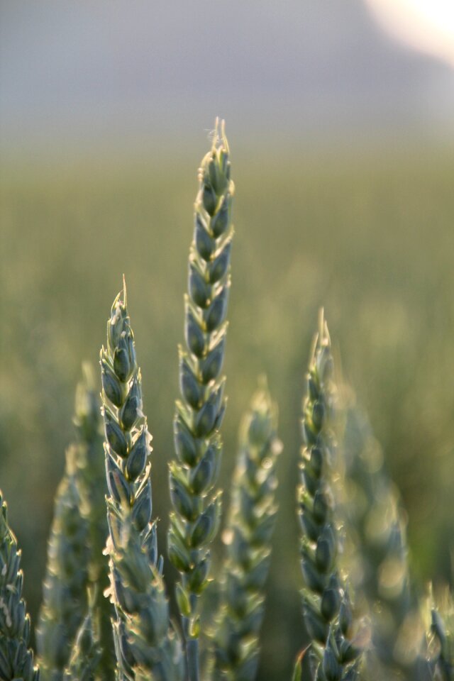 Cereals grain food