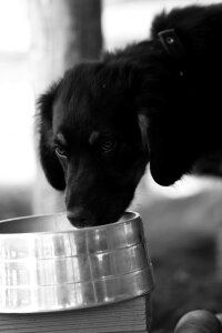 Dog pooch drinking water