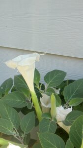 Trumpet spring blossom