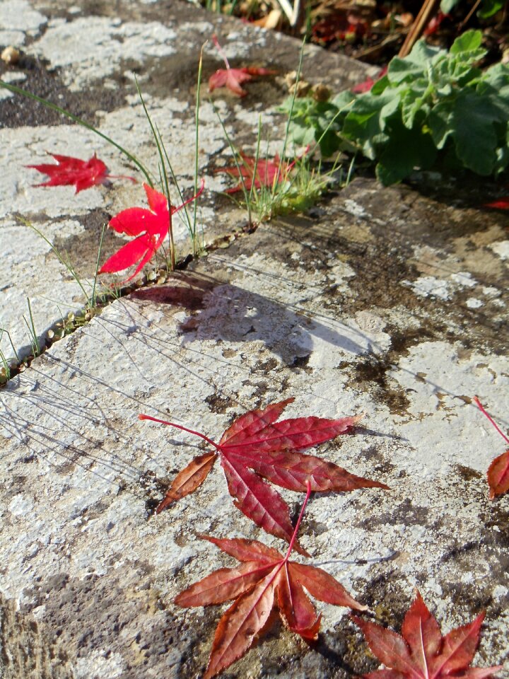 Foliage seasonal november