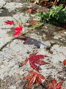 Foliage seasonal november