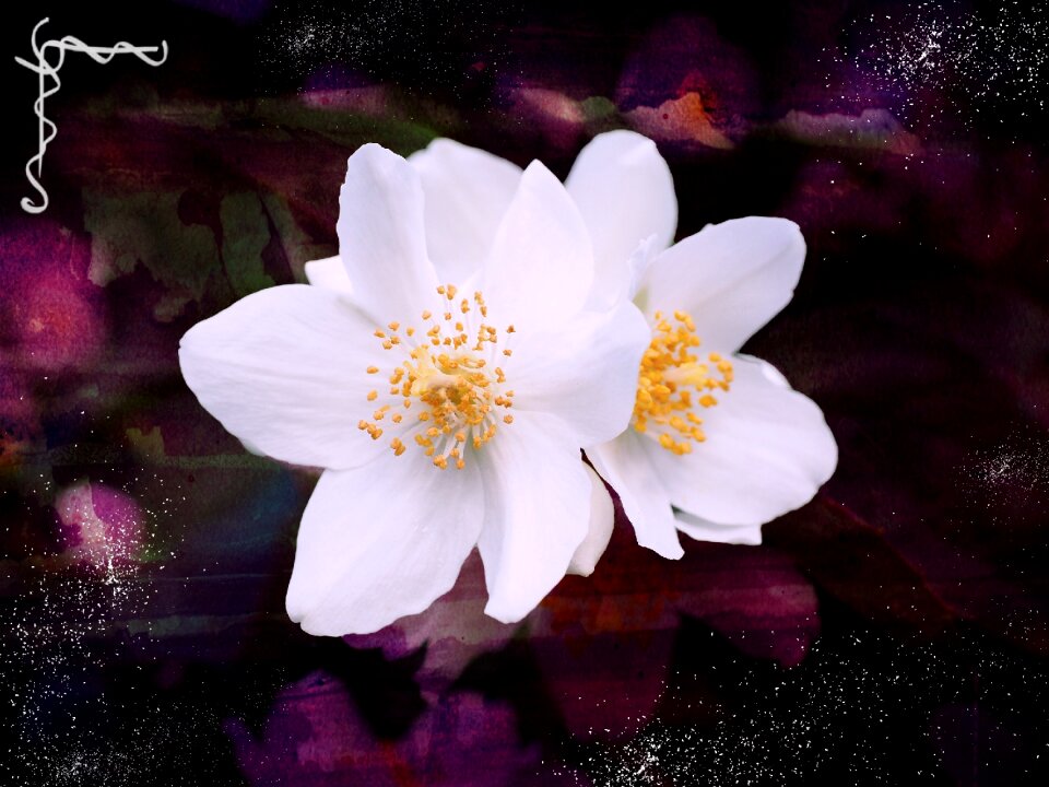 White ornamental shrub botany