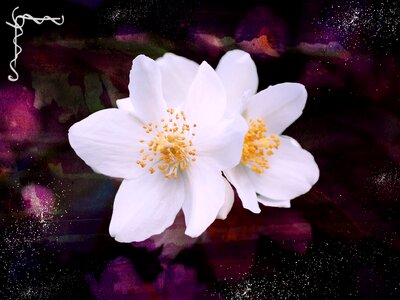 White ornamental shrub botany