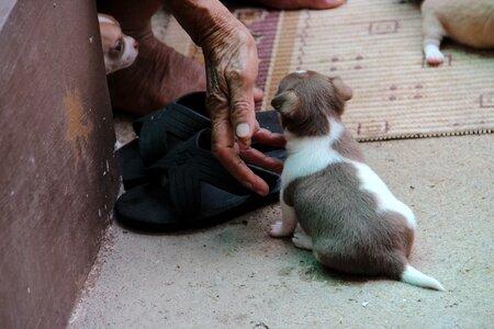 Breed puppy animal