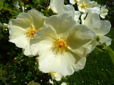 Close up rose bloom beauty