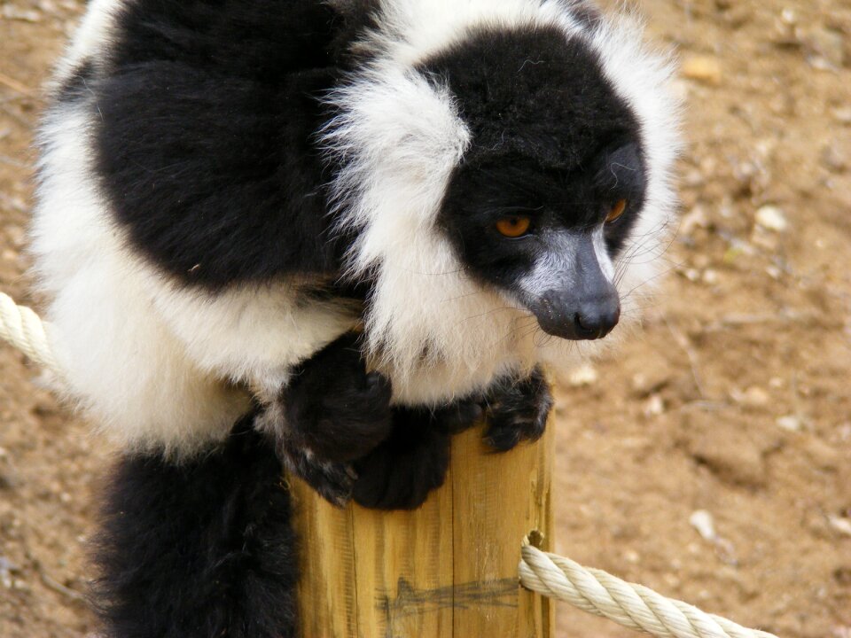 Zoo monkey madagascar