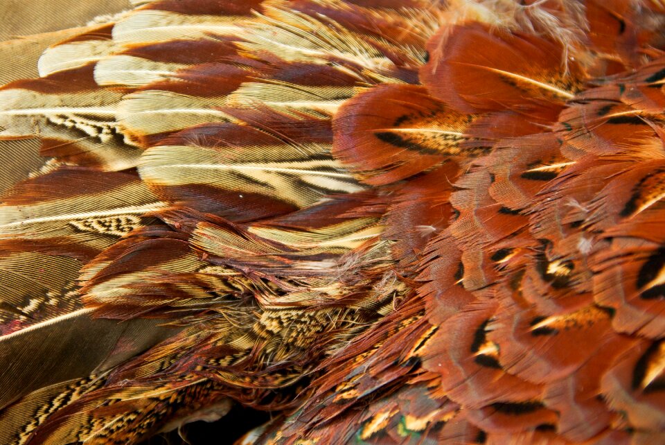 Feathers game wild bird