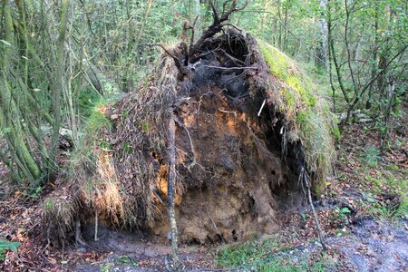 Roots tree nature