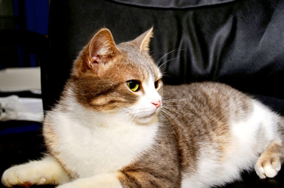 Comfort pet animal