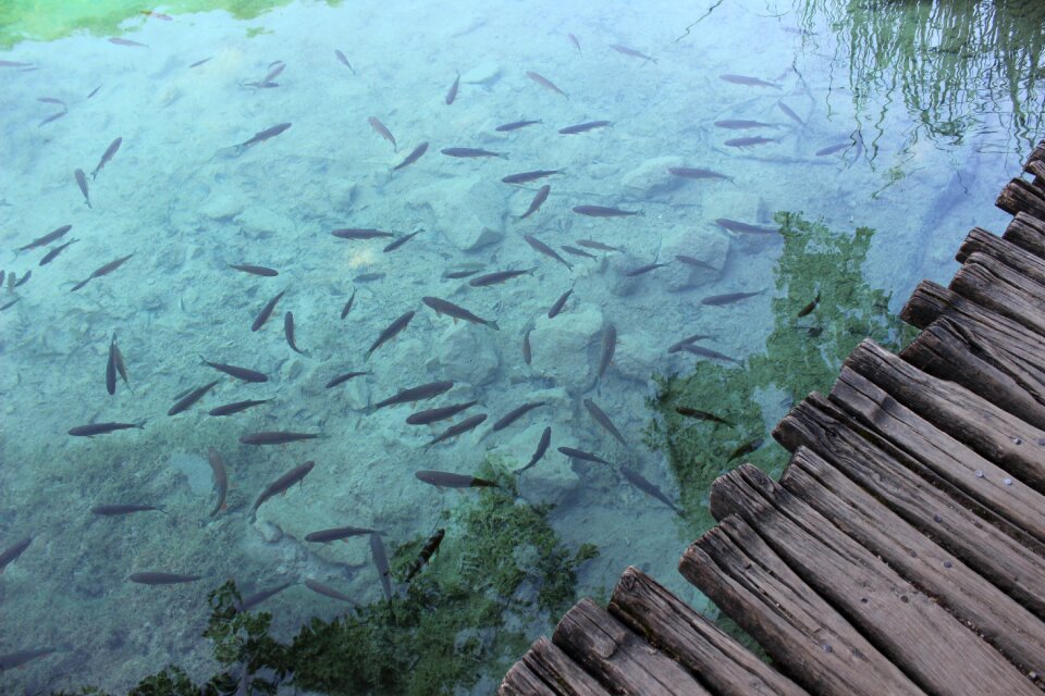 Nature fishing pond