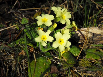 Spring green nature