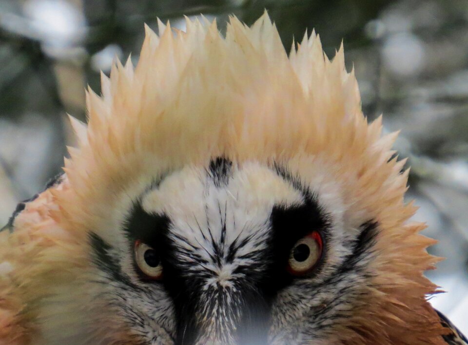 Bird bill eyes