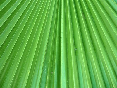 Palma washingtonia radial