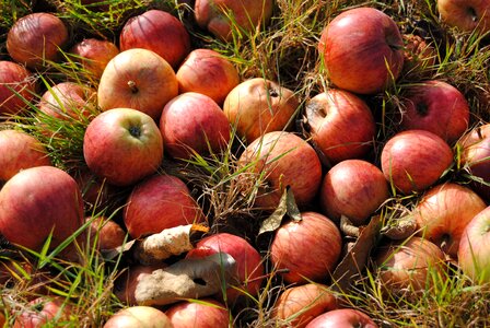 Autumn red apples harvest