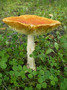 Yellow brown white