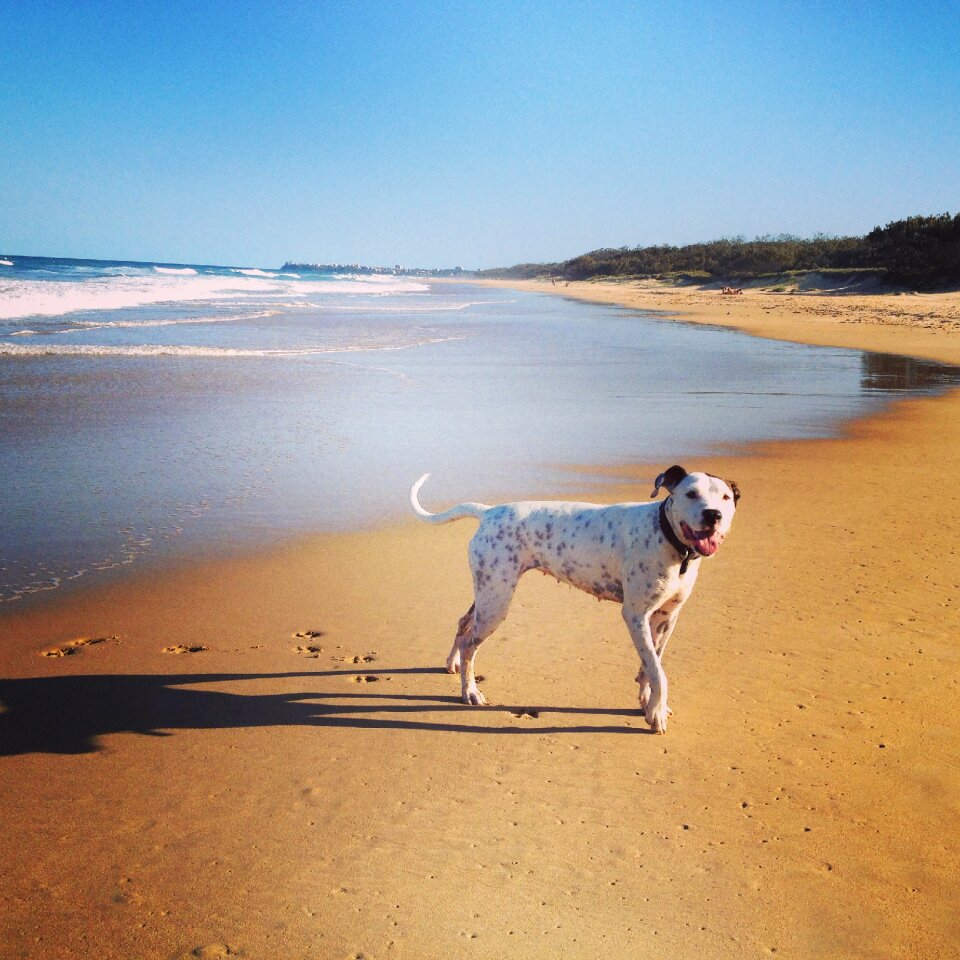 Pet queensland