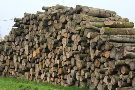 Trees tribes wood