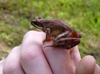 Hand animal amphibian photo