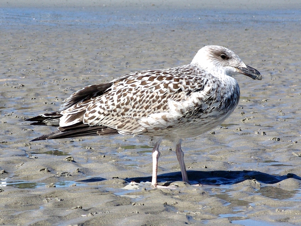 Seagull sand beach gull