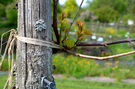 Wine vines plant