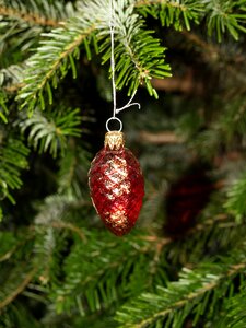 Red pine
