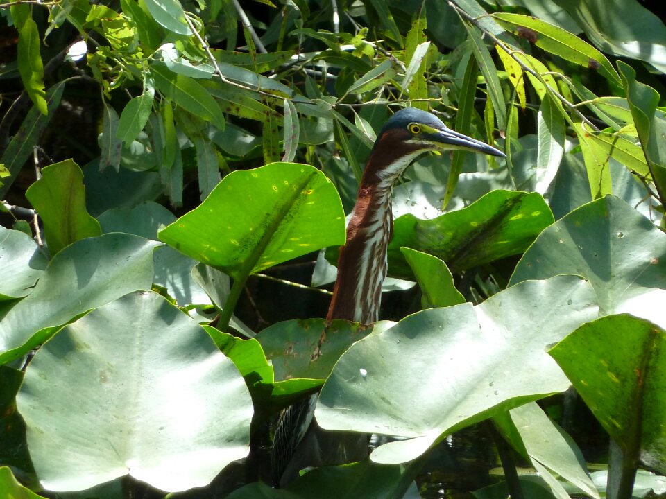 Mangroves animals everglades photo