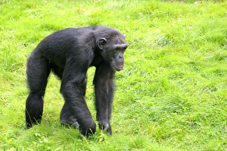 Primate black fur photo