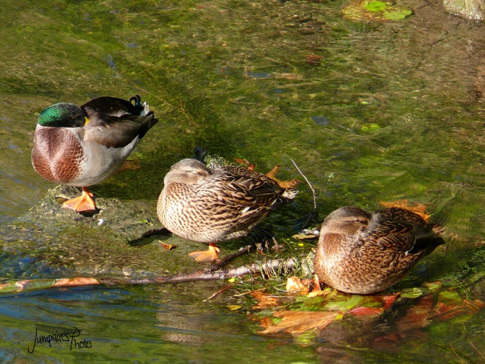 Animals wild duck water